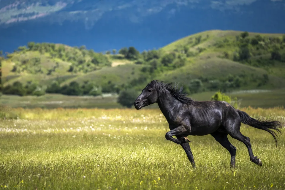Schwarzes Pferd galoppiert entlang grünen Gras
