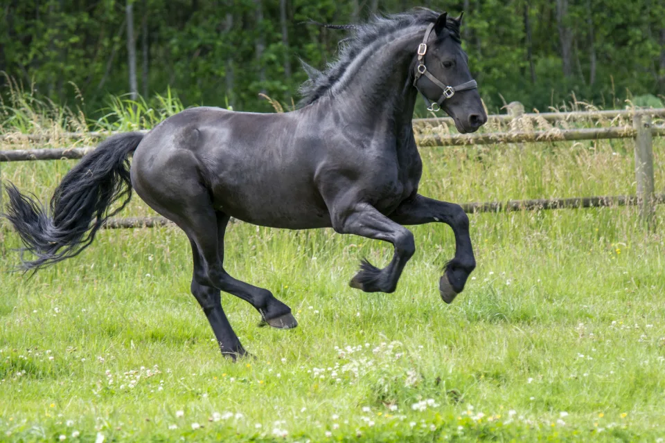 Schwarzes großes Pferd galoppiert entlang grünen Gras
