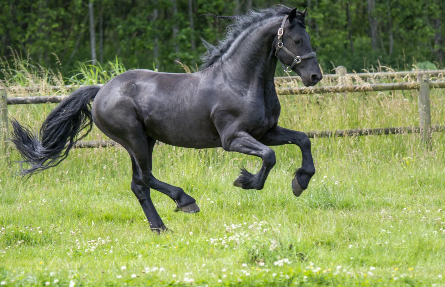 Schwarzes großes Pferd galoppiert entlang grünen Gras