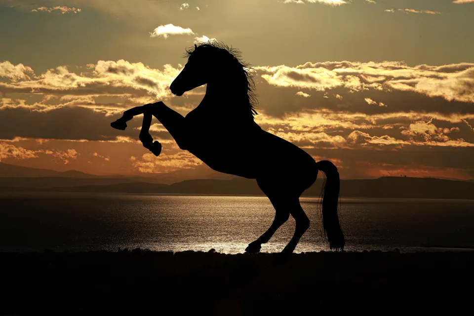 Schöner Silhouette Pferd bei Sonnenuntergang
