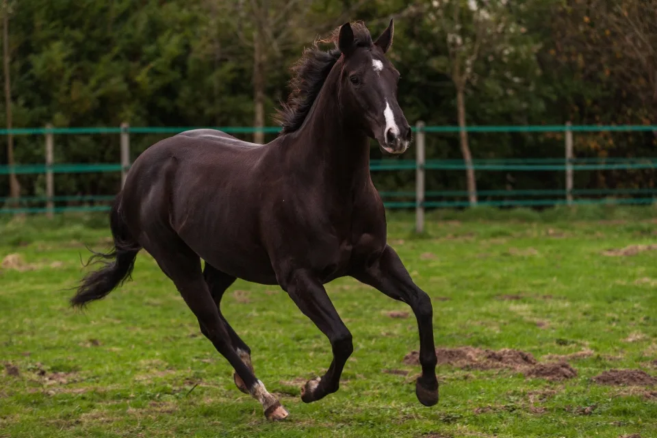 Schönes Pferd galoppiert entlang grünen Gras auf Bauernhof
