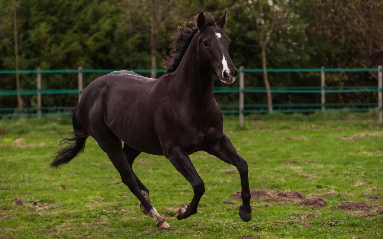 Schönes Pferd galoppiert entlang grünen Gras auf Bauernhof