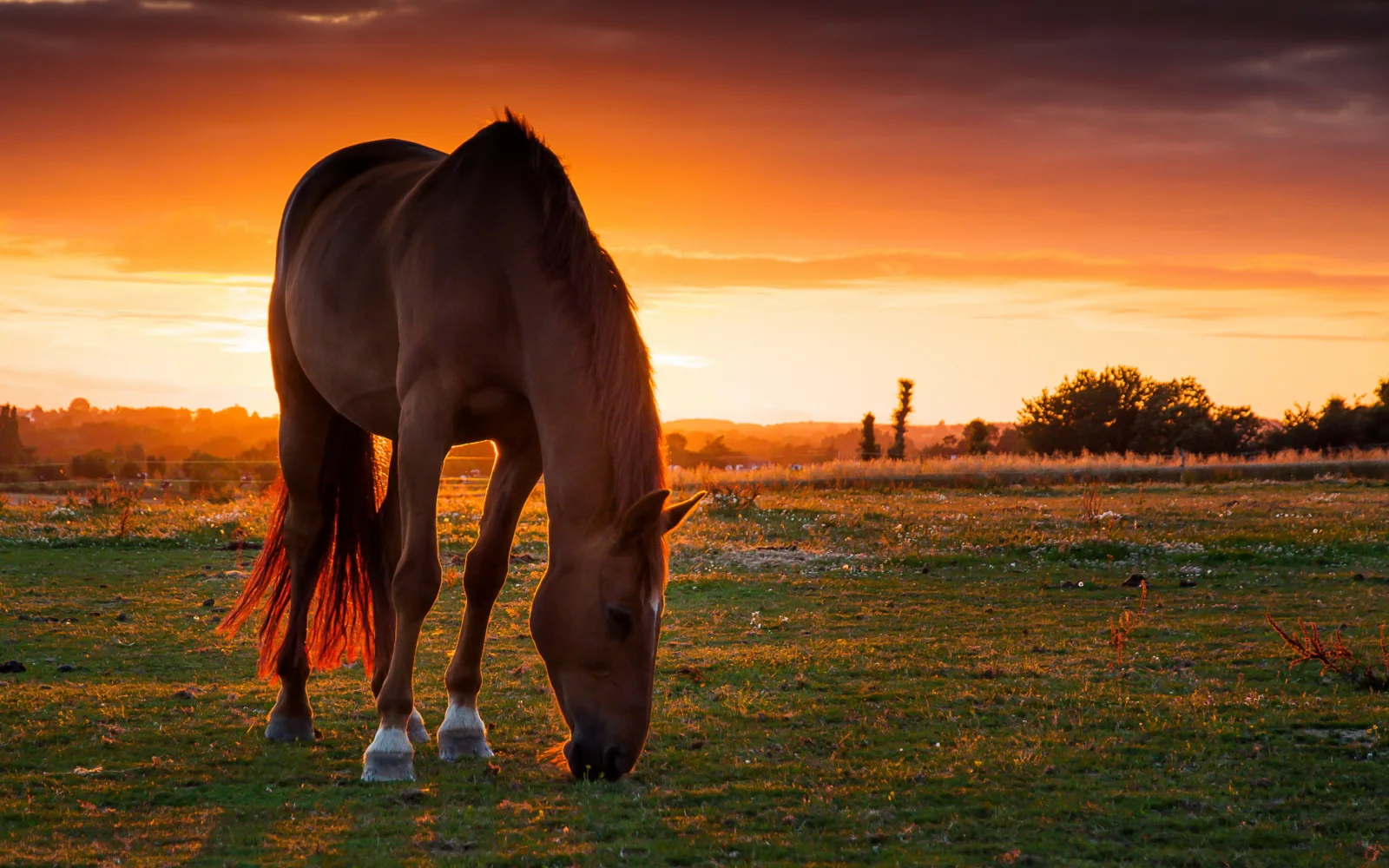 Schönes braunes Pferd auf Wiese bei Sonnenuntergang