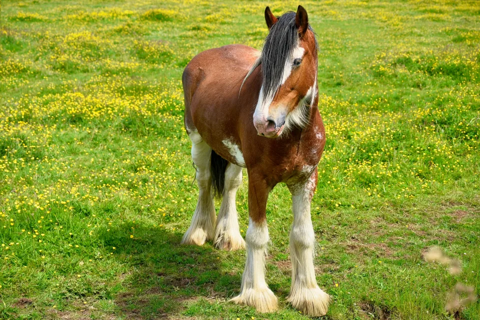 Schönes braunes Pferd auf grünem Gras