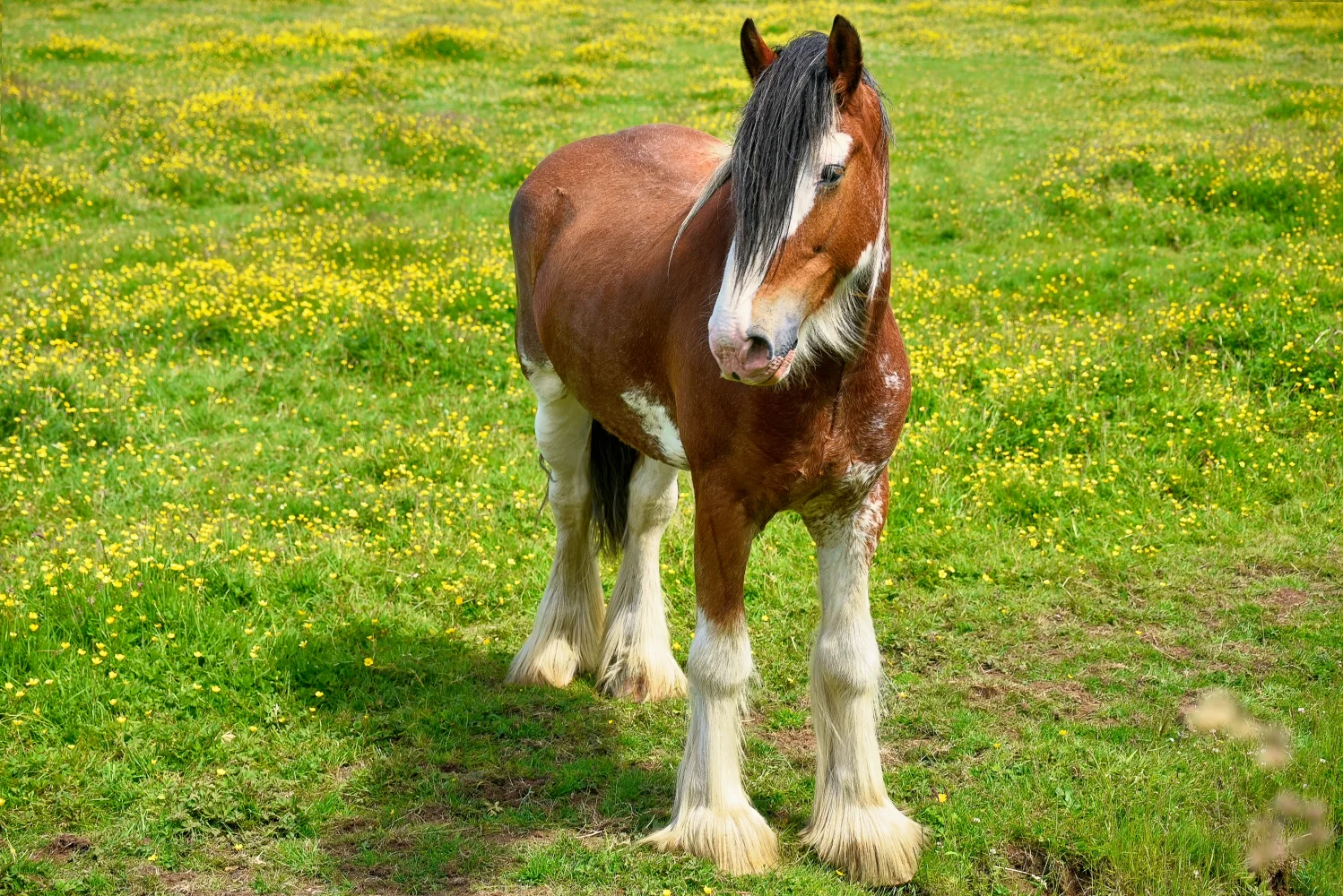 Schönes braunes Pferd auf grünem Gras