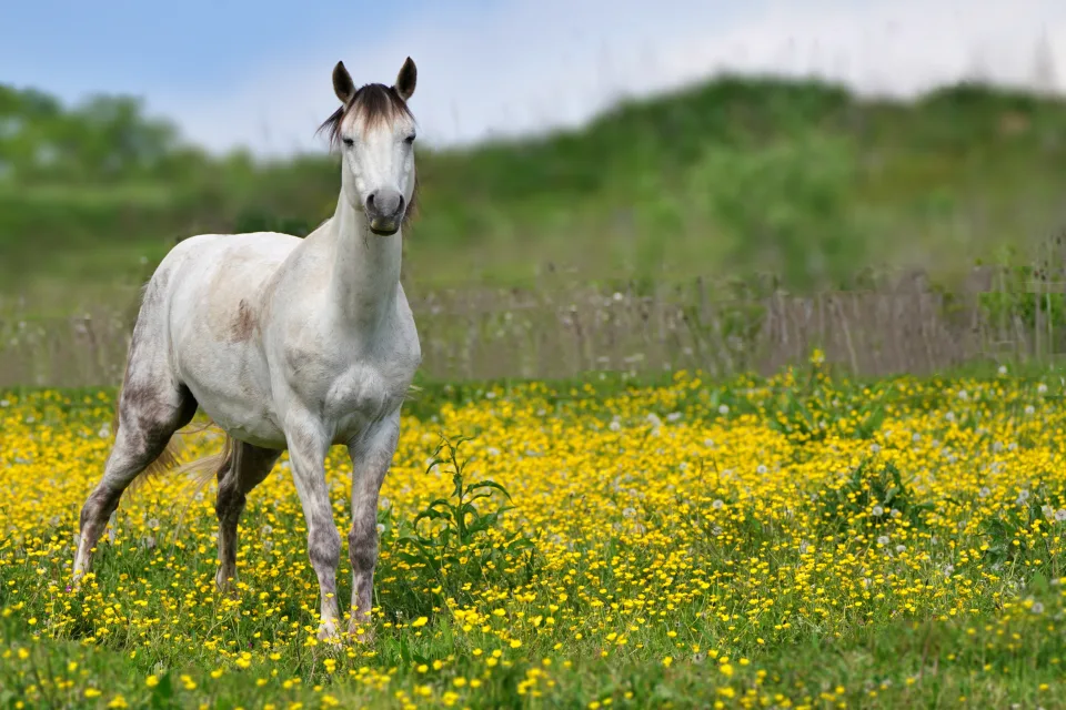 Schönes weißes Pferd auf dem Feld mit gelben Blumen