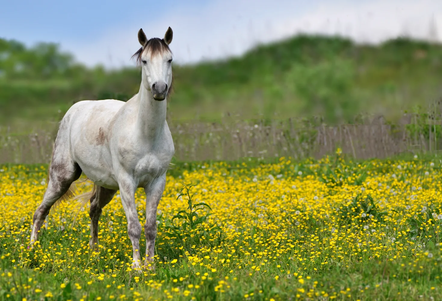 Schönes weißes Pferd auf dem Feld mit gelben Blumen