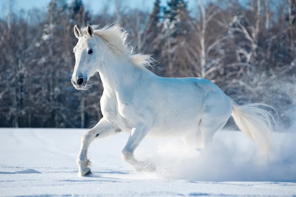 Schönes weißes Pferd galoppiert durch den Schnee bei Wald