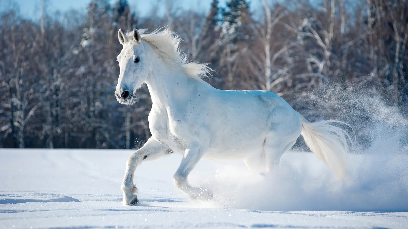 Schönes weißes Pferd galoppiert durch den Schnee bei Wald