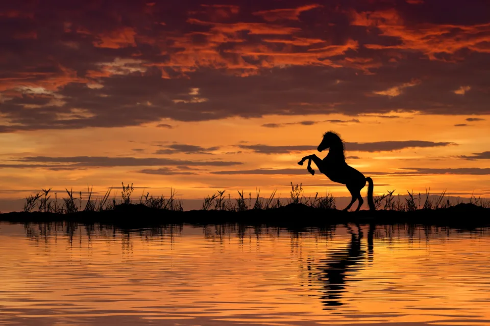 Silhouette Pferd am Wasser bei Nacht
