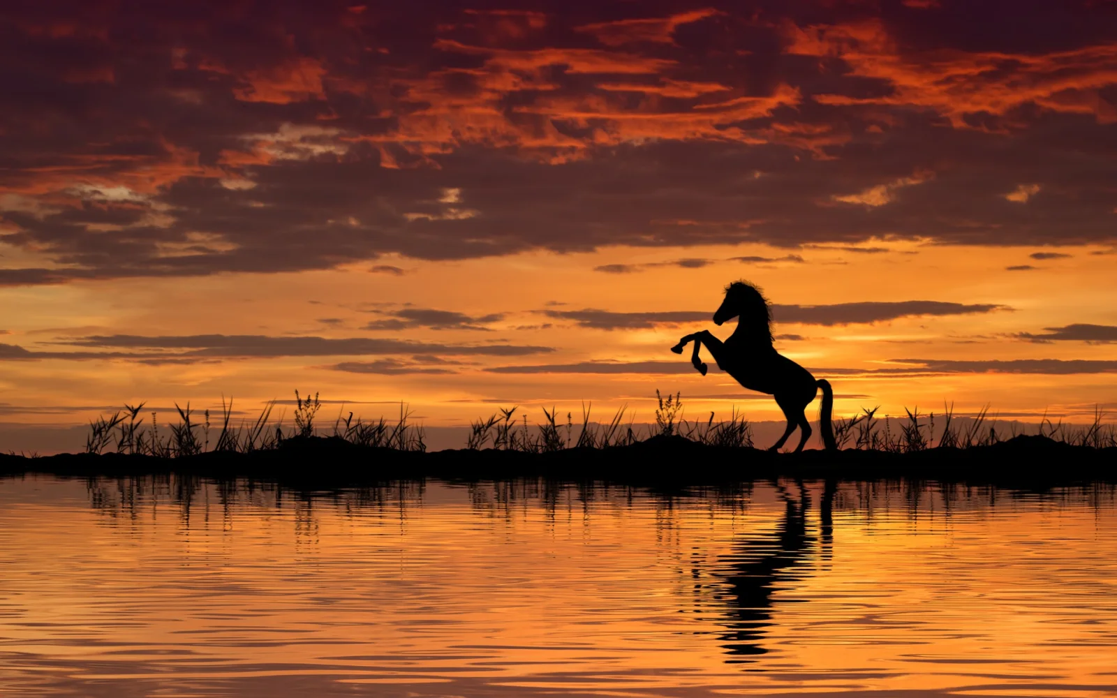 Silhouette Pferd am Wasser bei Nacht