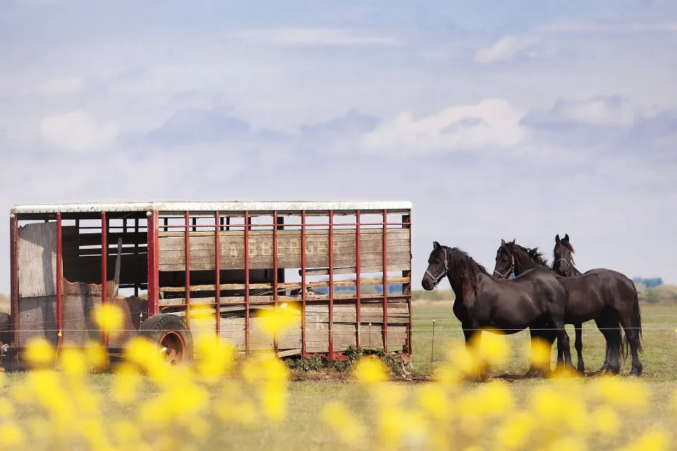 Tiermotiv – Schwarze bei auf Bauernhof