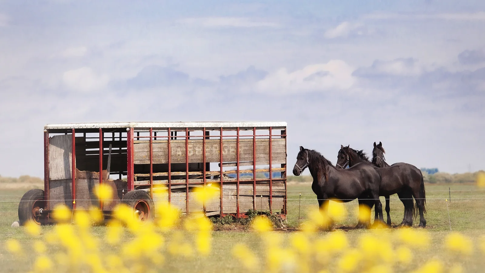 Tiermotiv – Schwarze bei auf Bauernhof