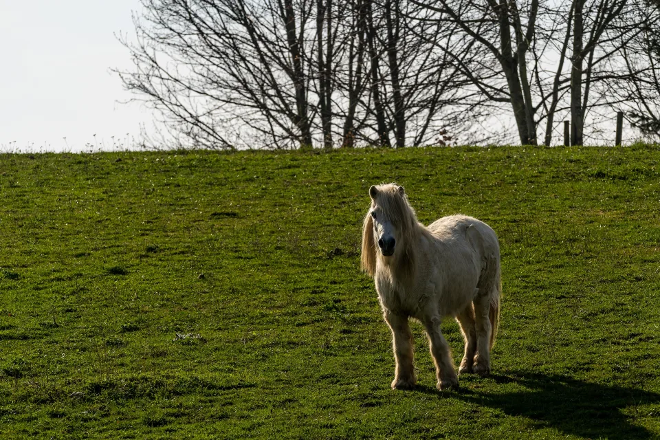 Tiermotiv – steht auf grünem Gras