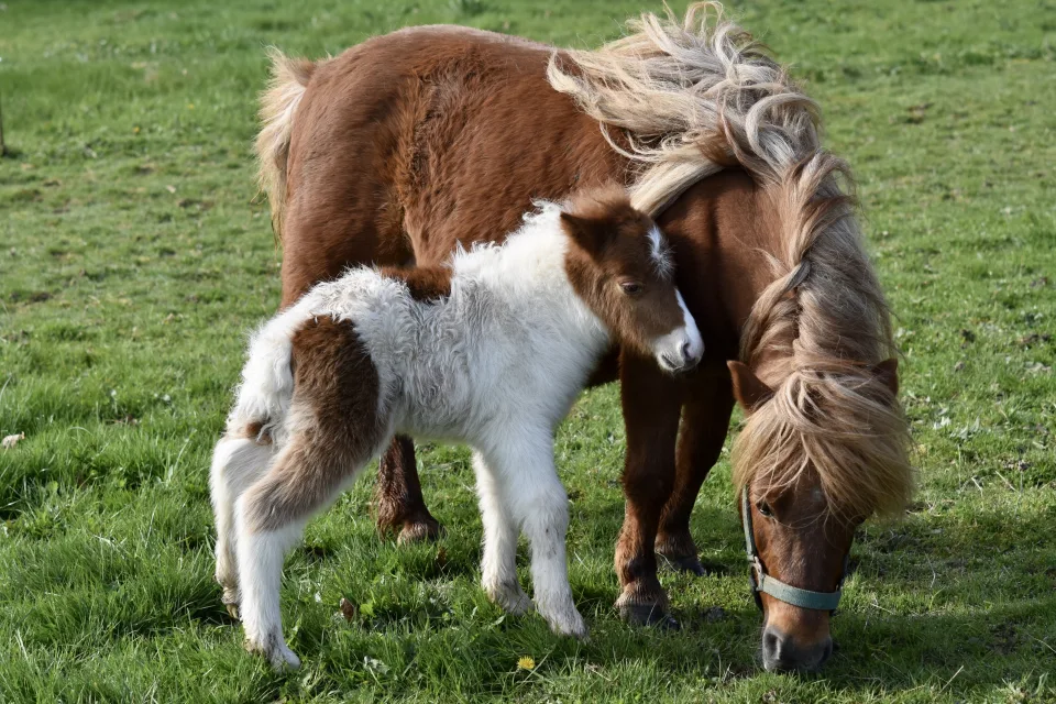 Tiermotiv – weiden auf grünem Gras