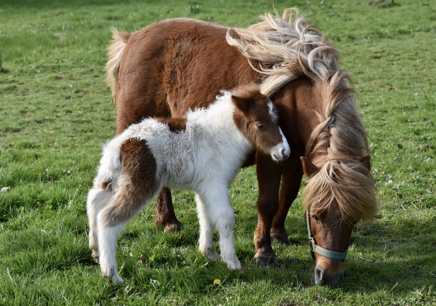 Tiermotiv – weiden auf grünem Gras