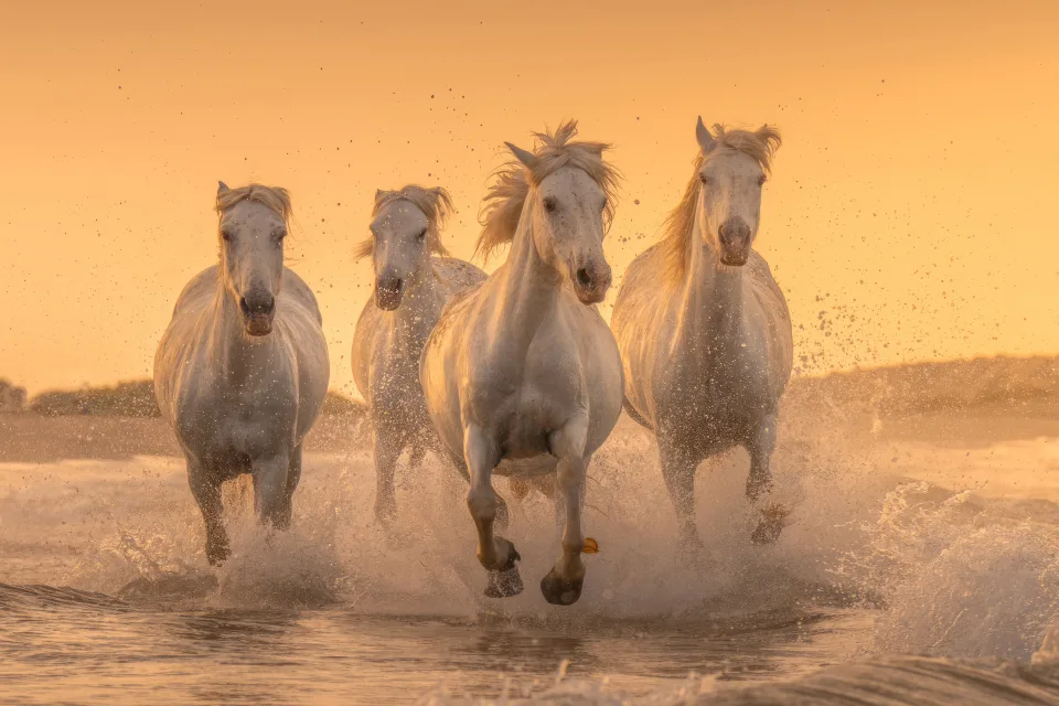 Weißes Pferd galoppieren über das Wasser bei Sonnenuntergang