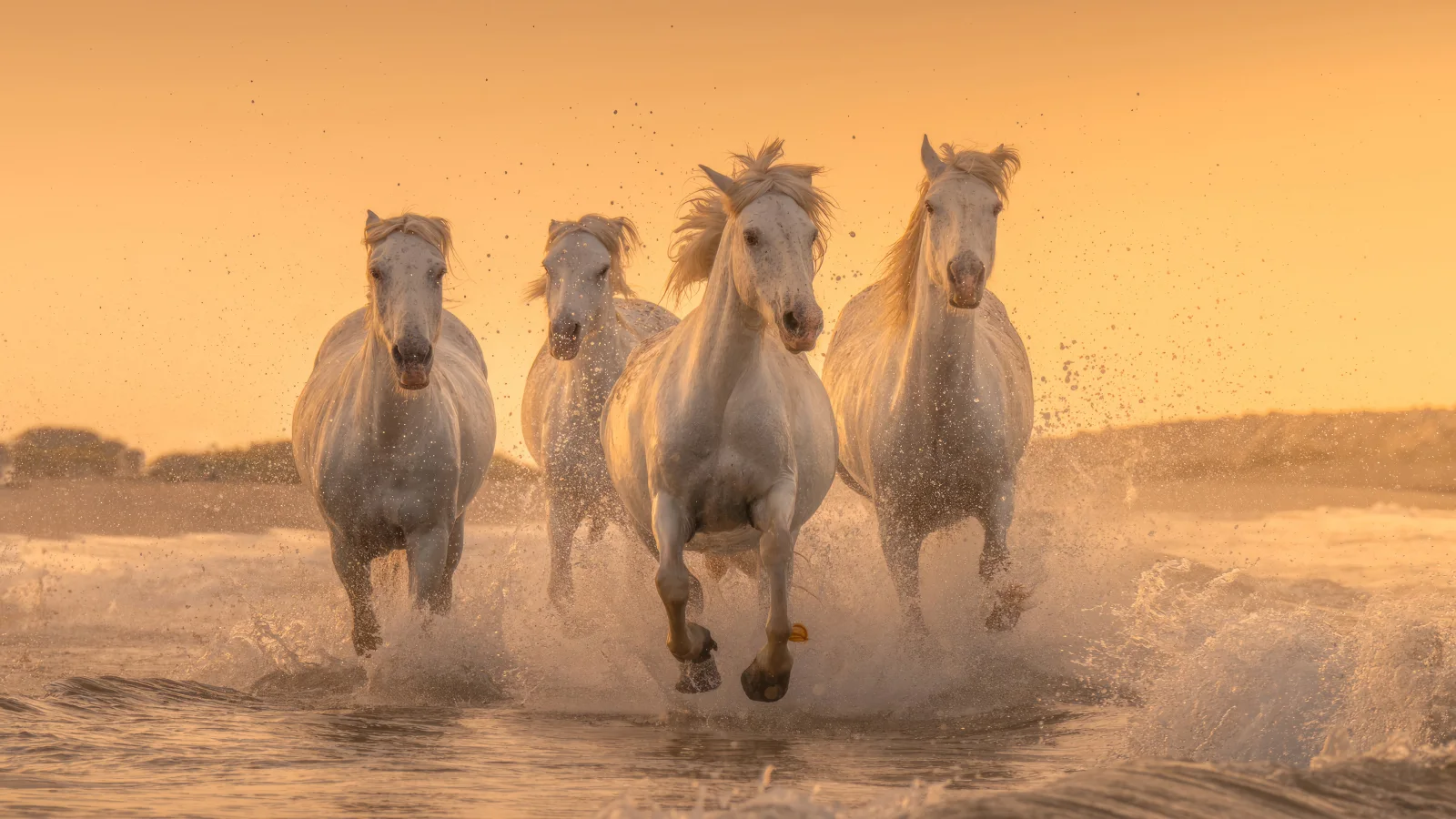 Weißes Pferd galoppieren über das Wasser bei Sonnenuntergang