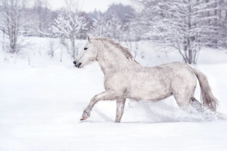 Weißes Pferd galoppiert entlang Schnee