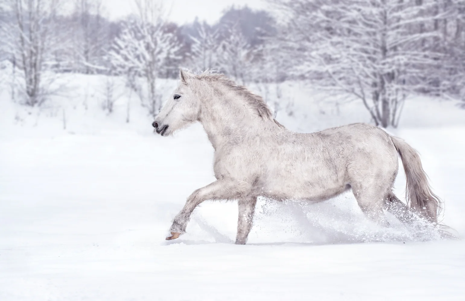 Weißes Pferd galoppiert entlang Schnee