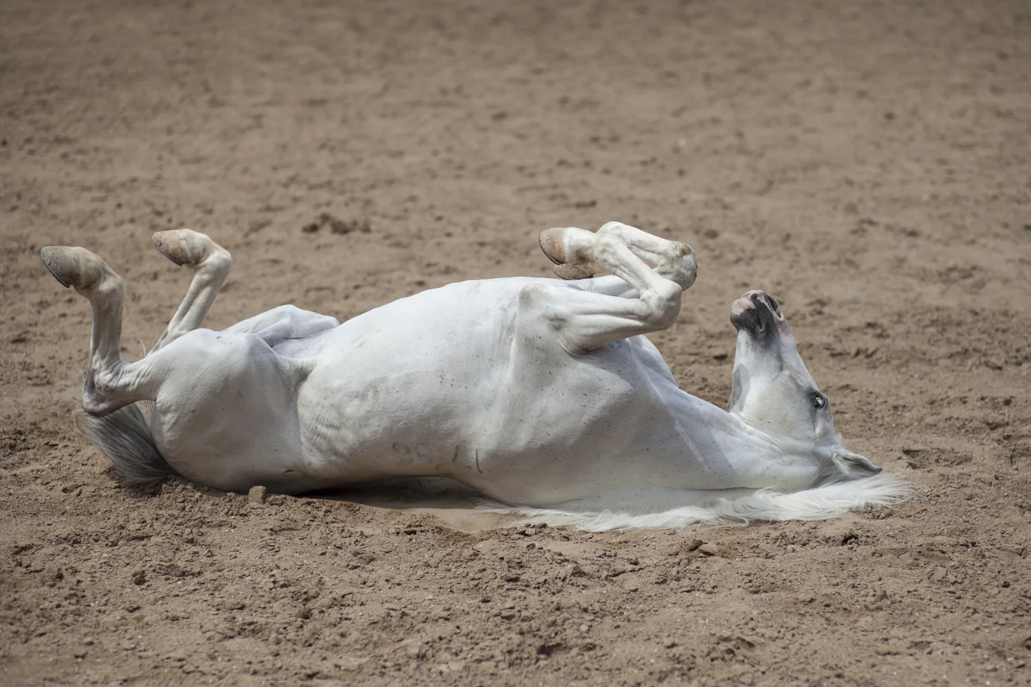 Weißes Pferd liegt Sand
