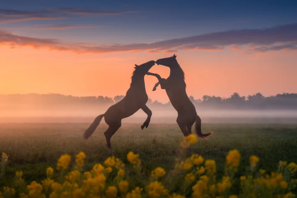 Zwei Pferd im Nebel bei Sonnenaufgang