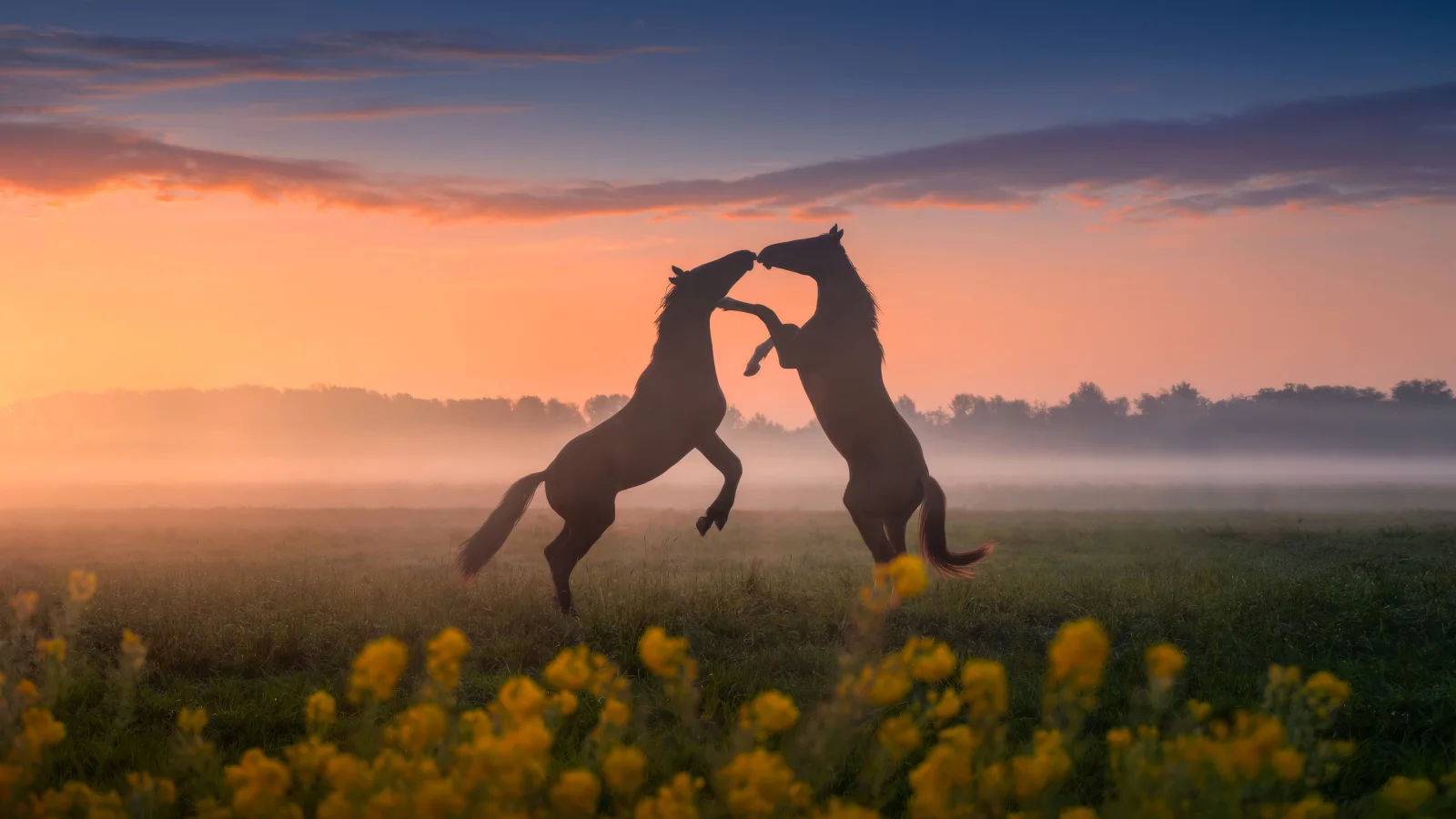 Zwei Pferd im Nebel bei Sonnenaufgang