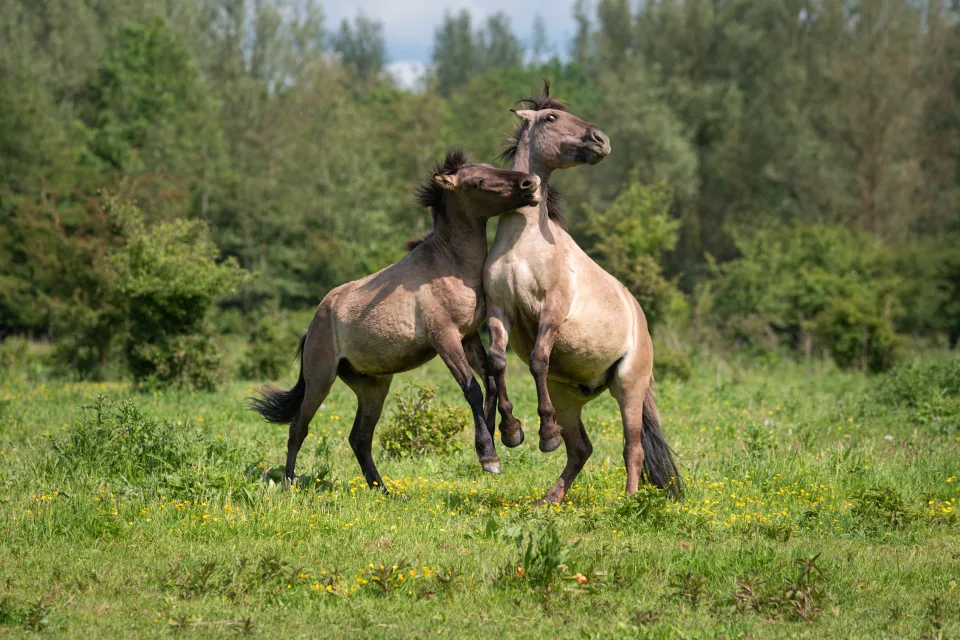 Zwei Pferd spielen auf grünem Gras