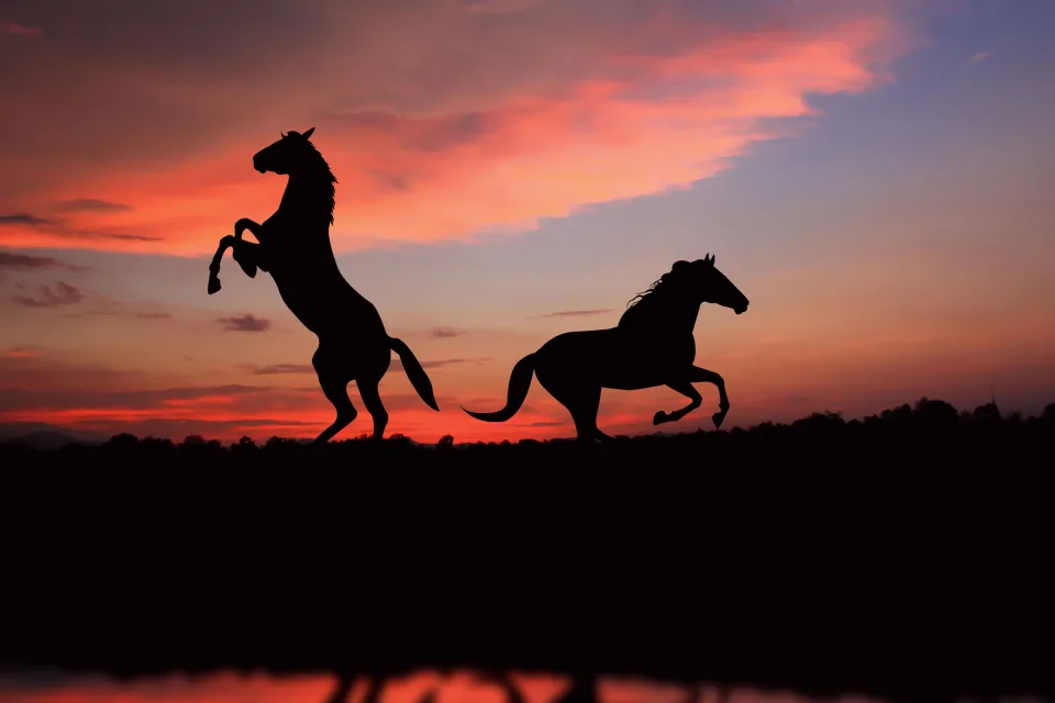 Schwarzen vor dem Himmel bei Sonnenuntergang