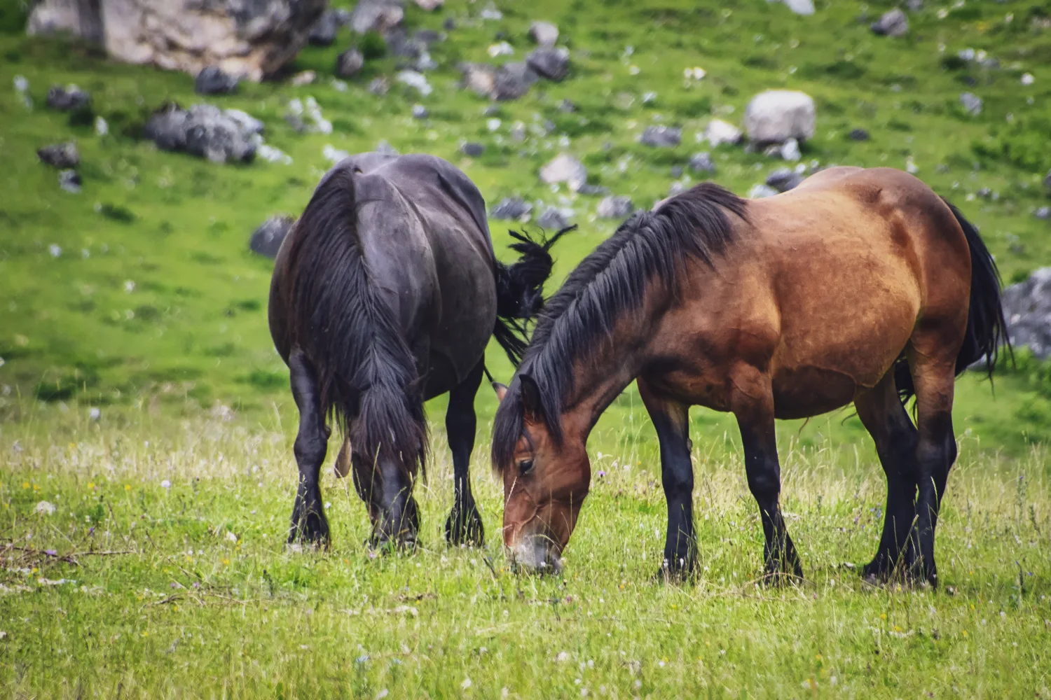 Zwei großes Pferd weiden