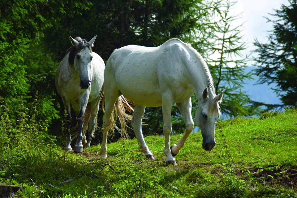 Zwei weißes Pferd auf grünem Gras