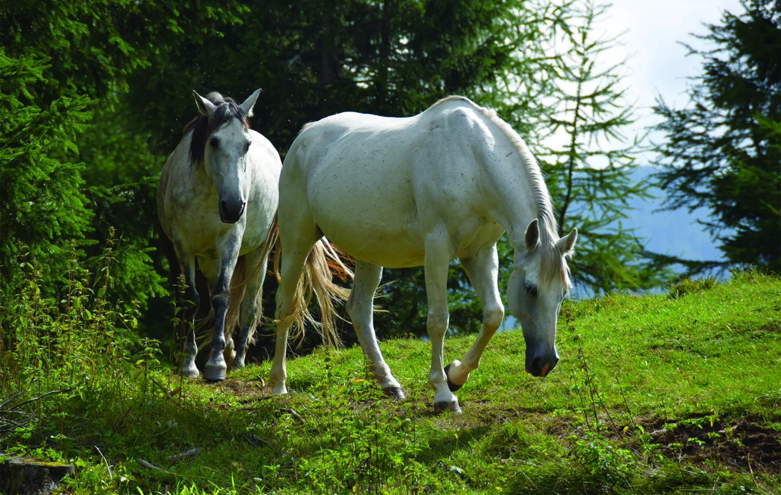 Zwei weißes Pferd auf grünem Gras