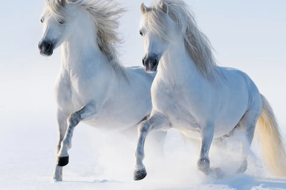 Zwei weißes Pferd galoppieren durch den Schnee