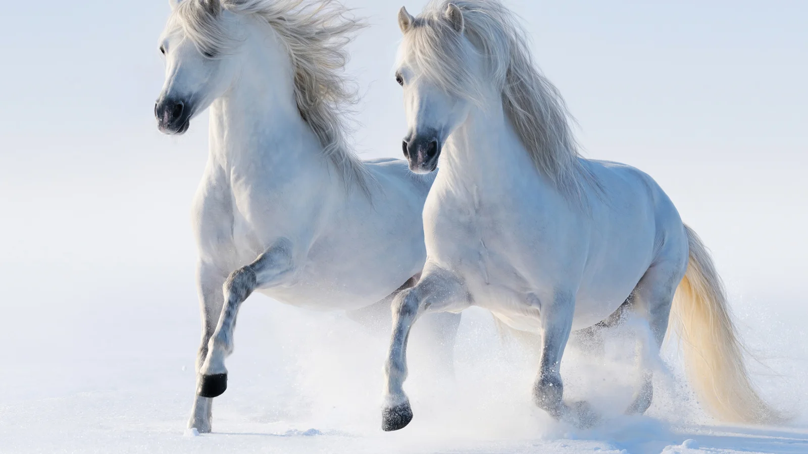 Zwei weißes Pferd galoppieren durch den Schnee