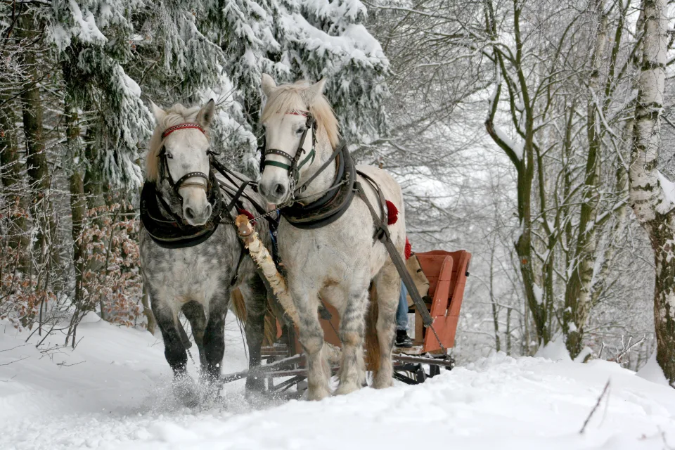 Zwei weißes Pferd in im Winter
