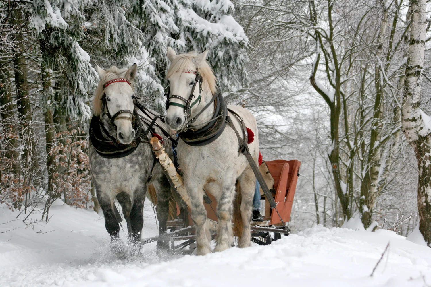 Zwei weißes Pferd in im Winter