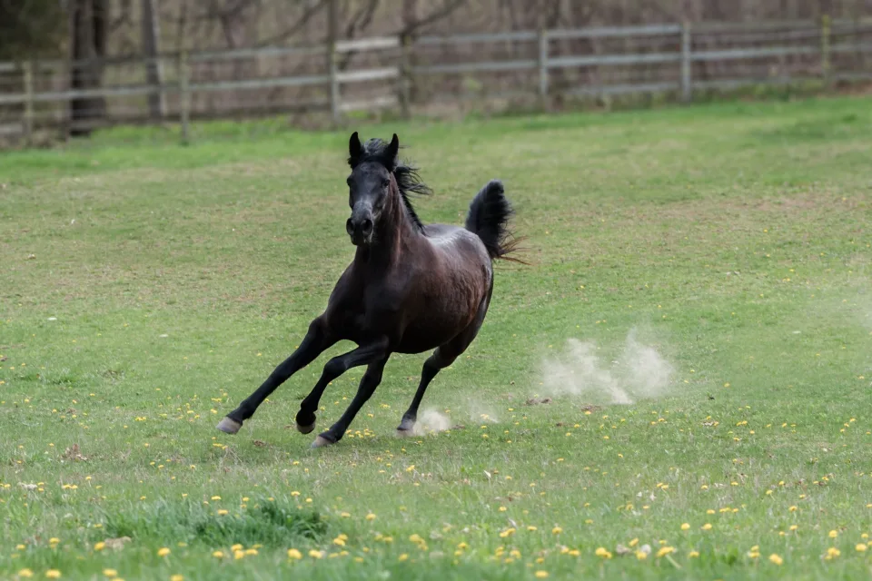 Großen schwarzen Pferd entlang grünen Gras