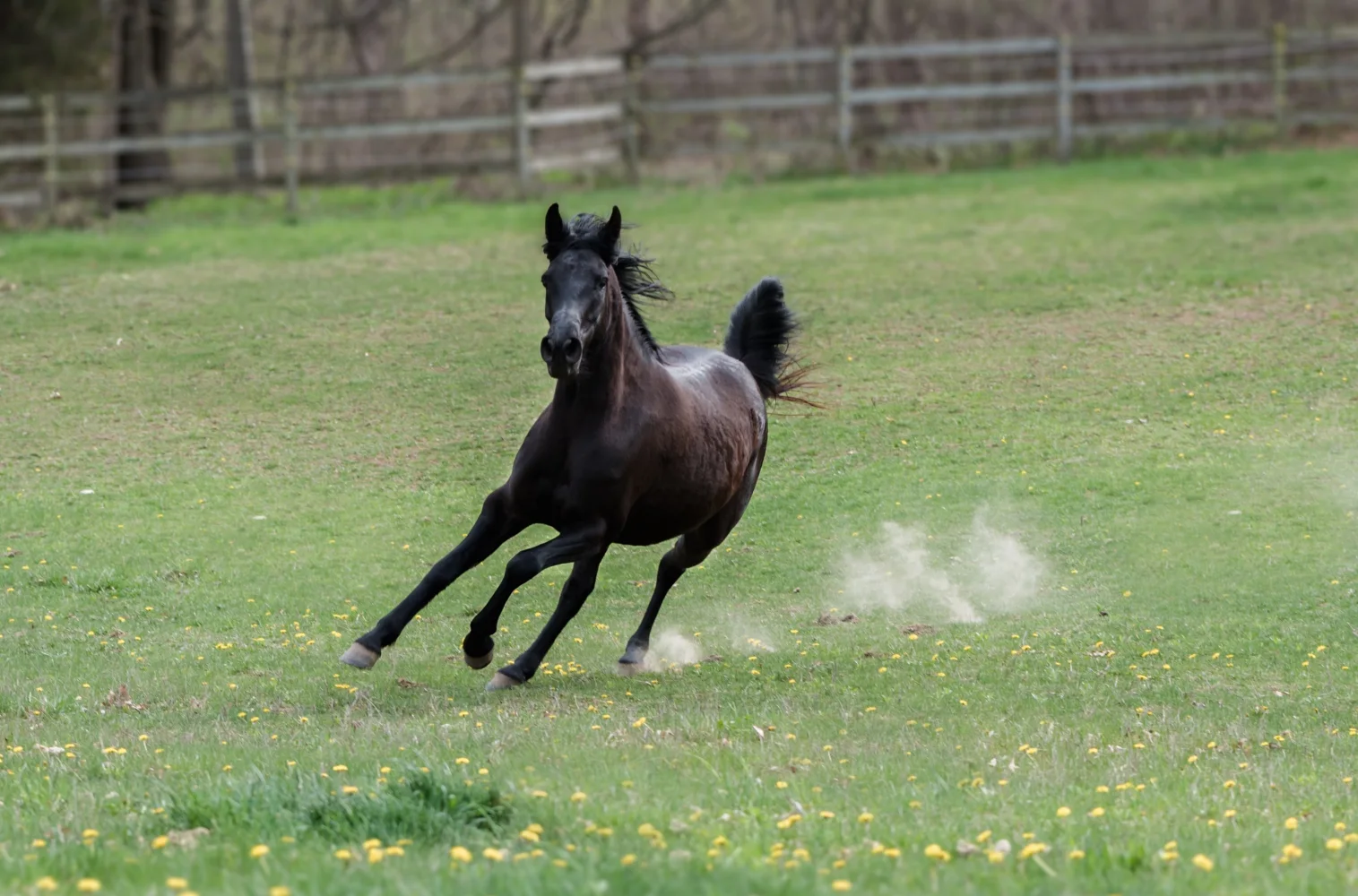 Großen schwarzen Pferd entlang grünen Gras