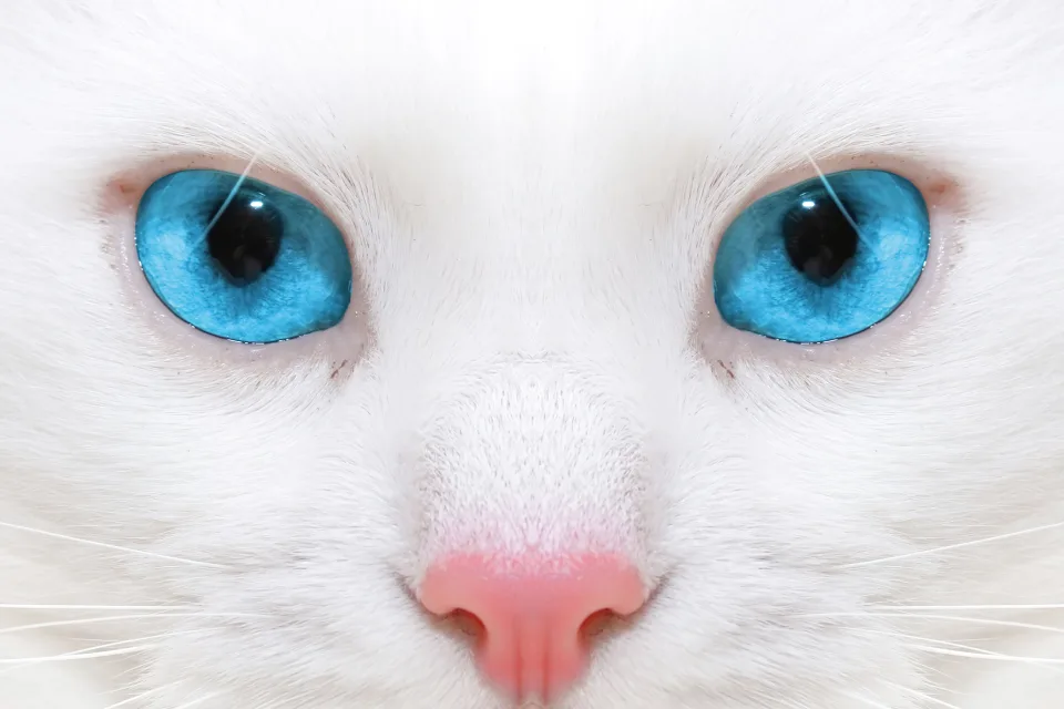 Blauäugige Katze mit rosa Nase