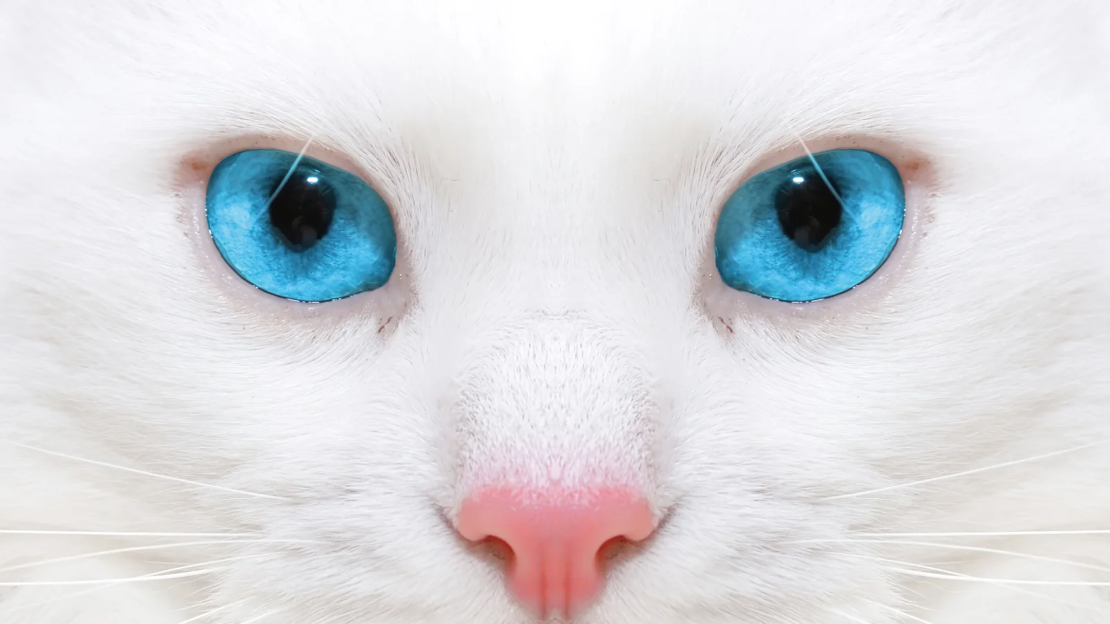 Blauäugige Katze mit rosa Nase