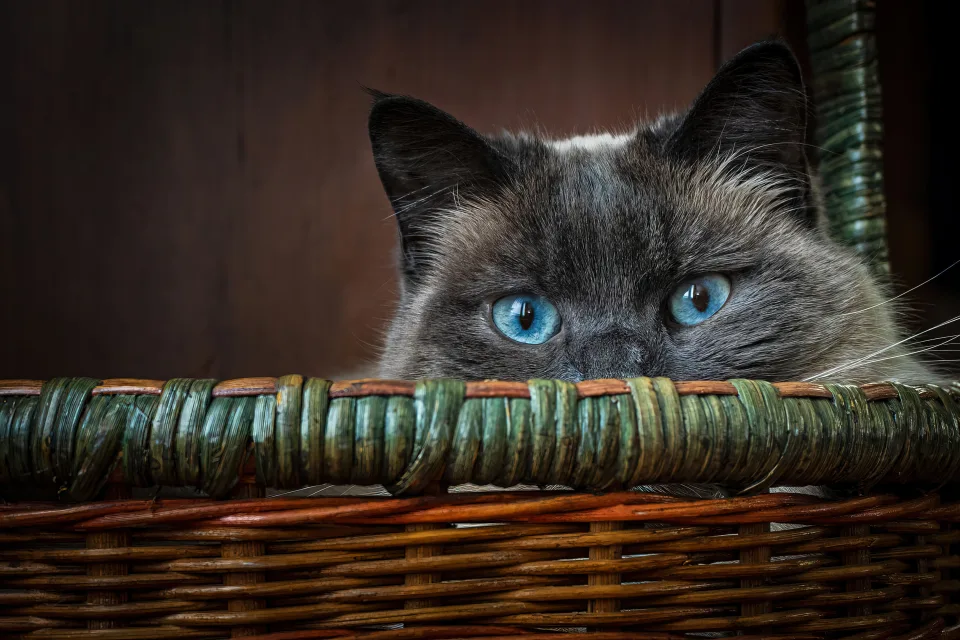 Blauäugige Katze sitzt im Korb
