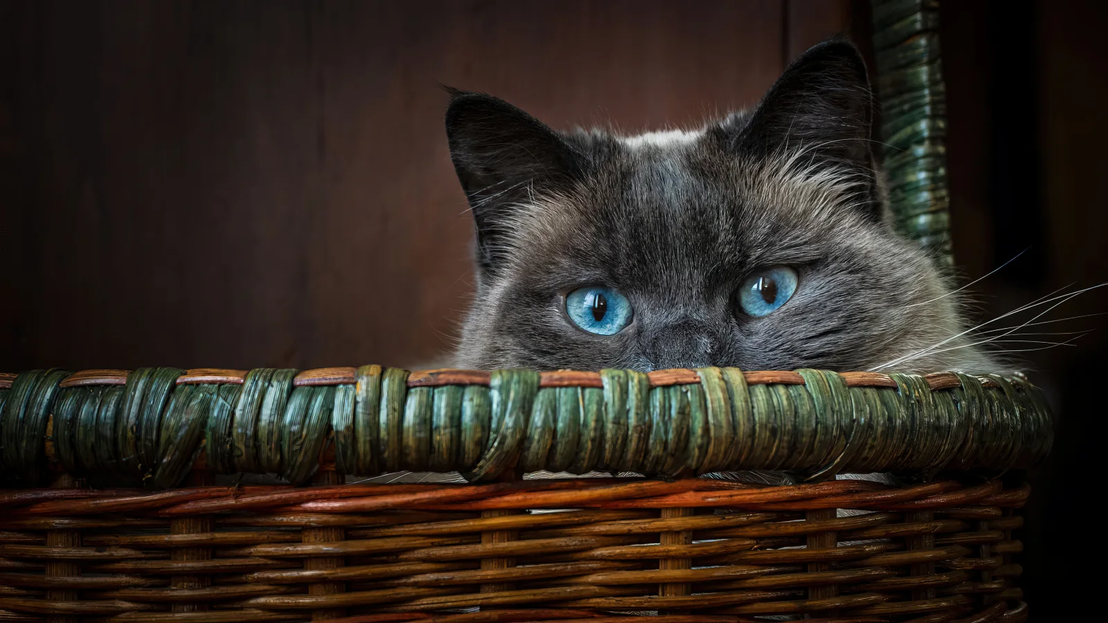Blauäugige Katze sitzt im Korb
