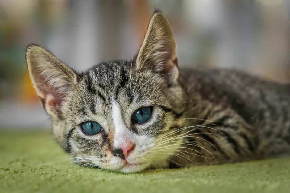 Blauäugige Katze