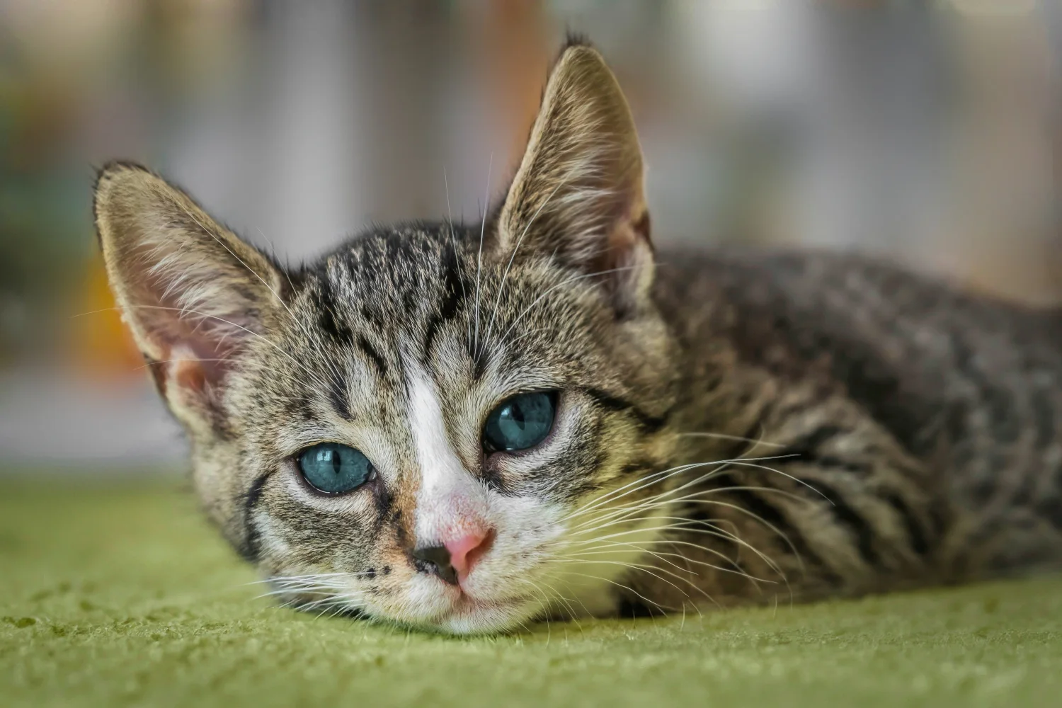 Blauäugige Katze