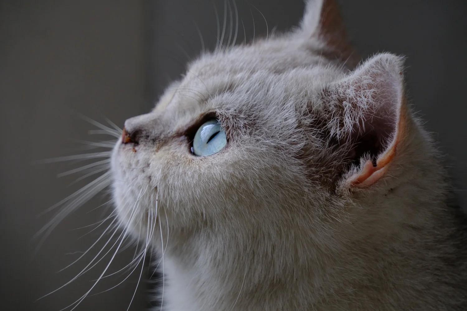 Blick schönen Katze
