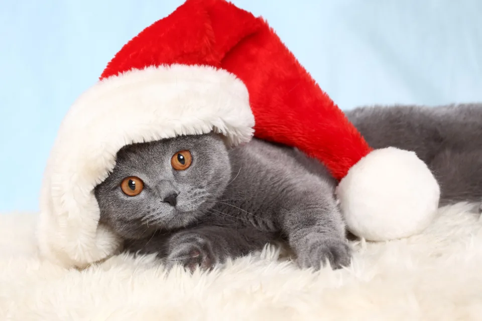 Britischer Katze in Mütze Weihnachtsmann Claus