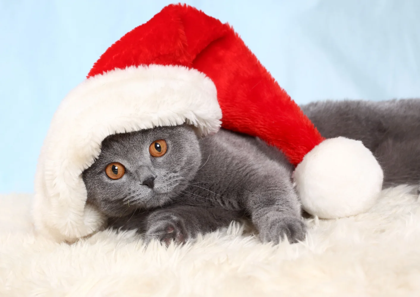 Britischer Katze in Mütze Weihnachtsmann Claus