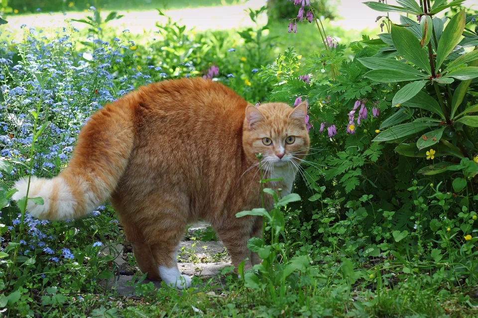 Erschrockener roter Kater in grünen Gras