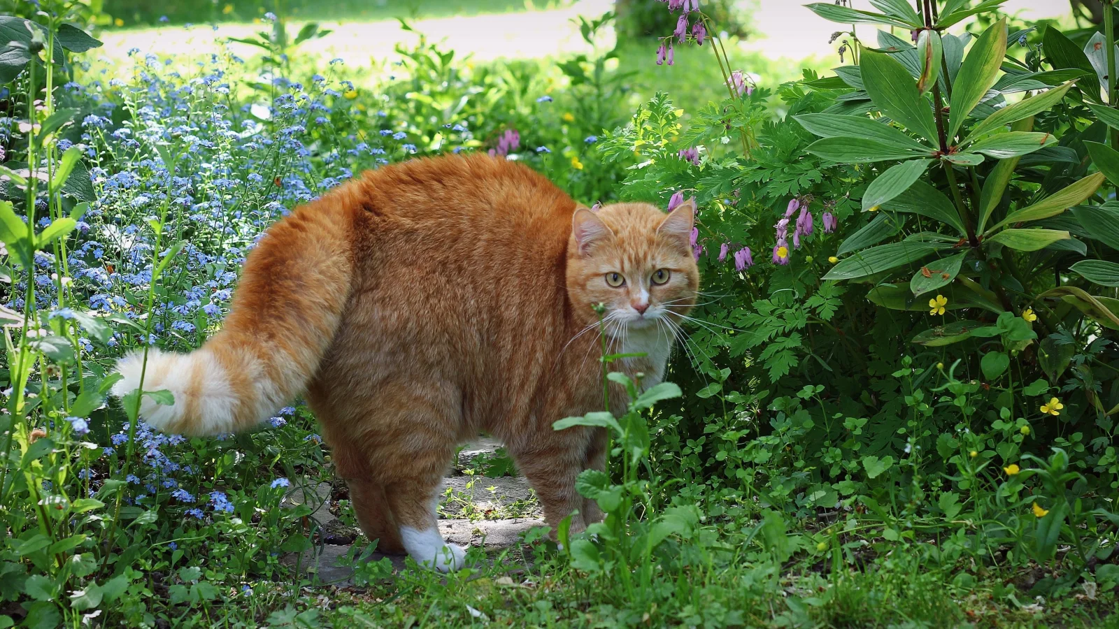 Erschrockener roter Kater in grünen Gras