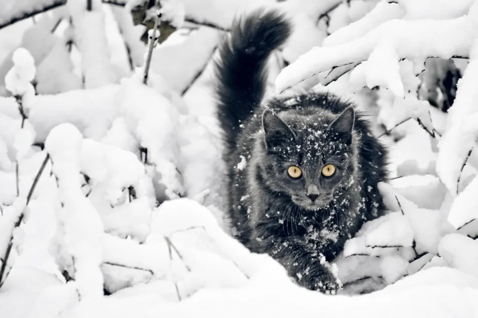 Flauschige Katze geht durch den Schnee